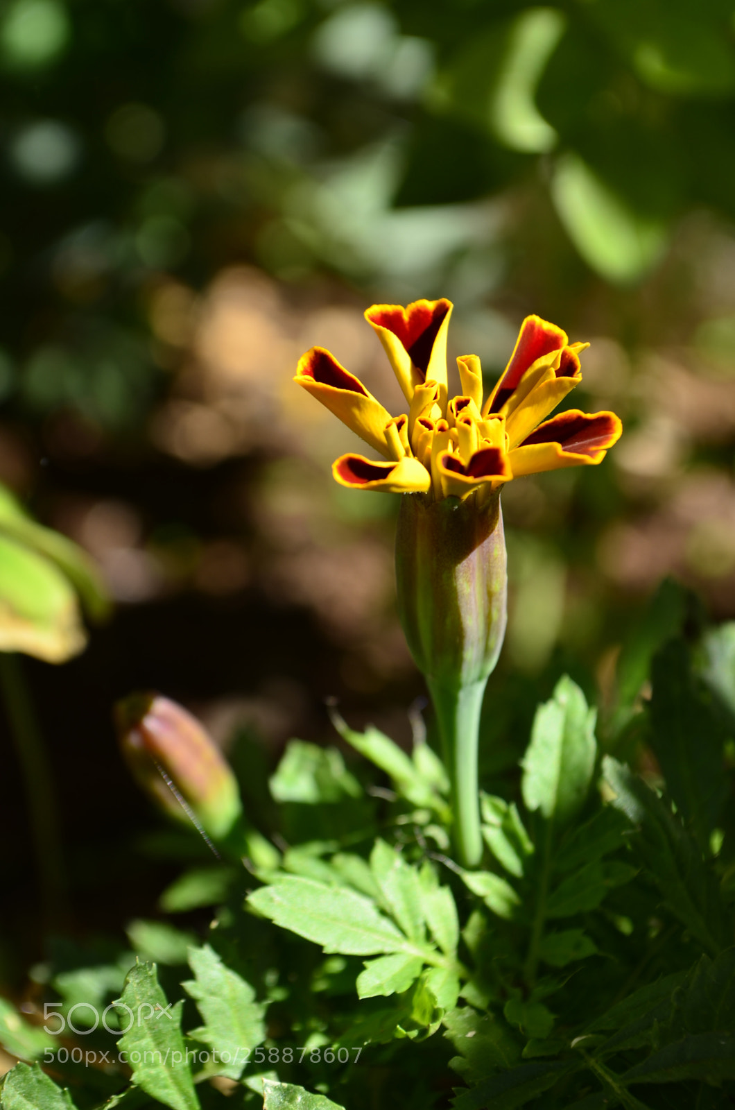 Nikon D5100 sample photo. Tagetes photography