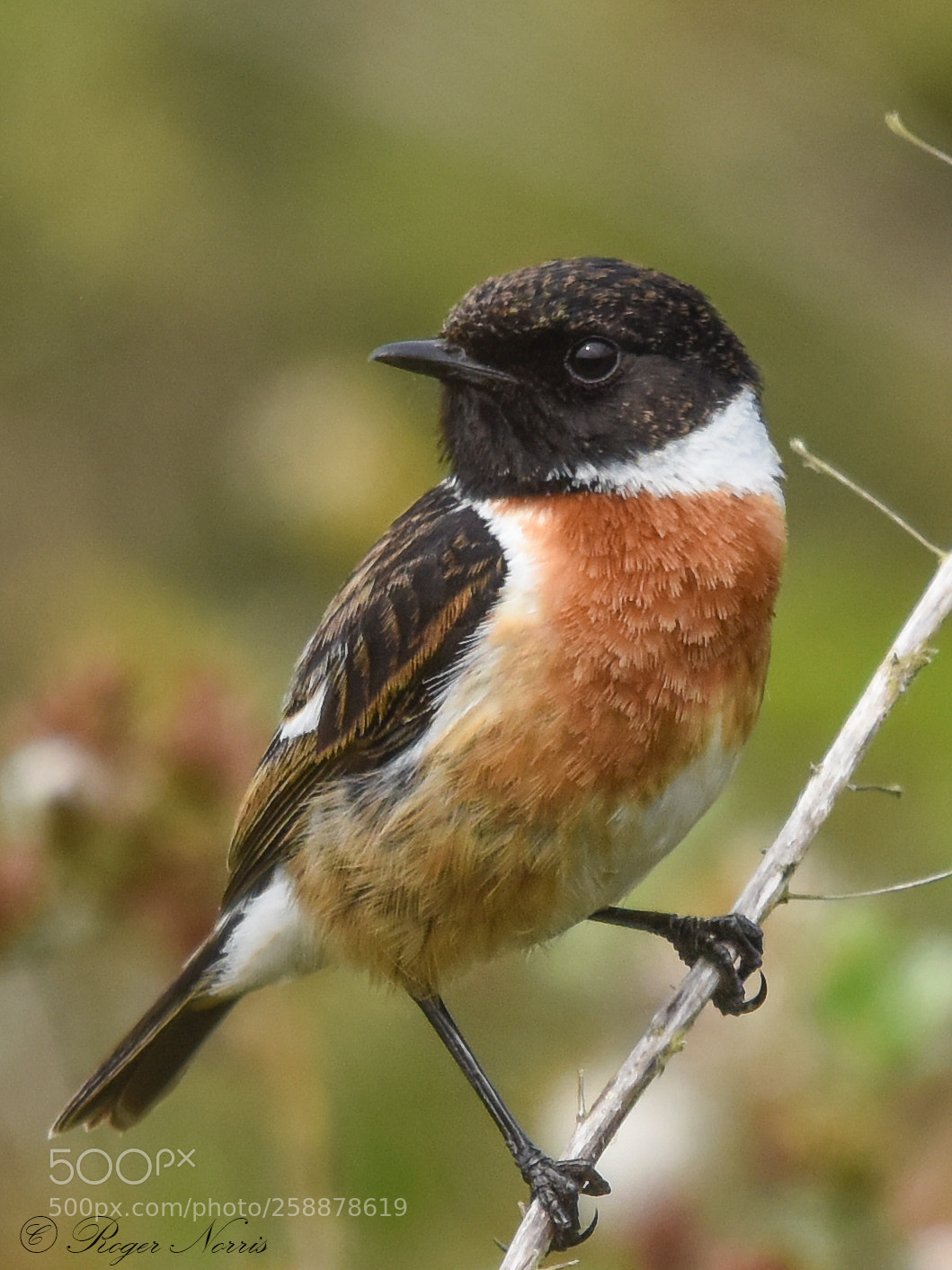 Nikon D810 sample photo. Balancing stonechat photography