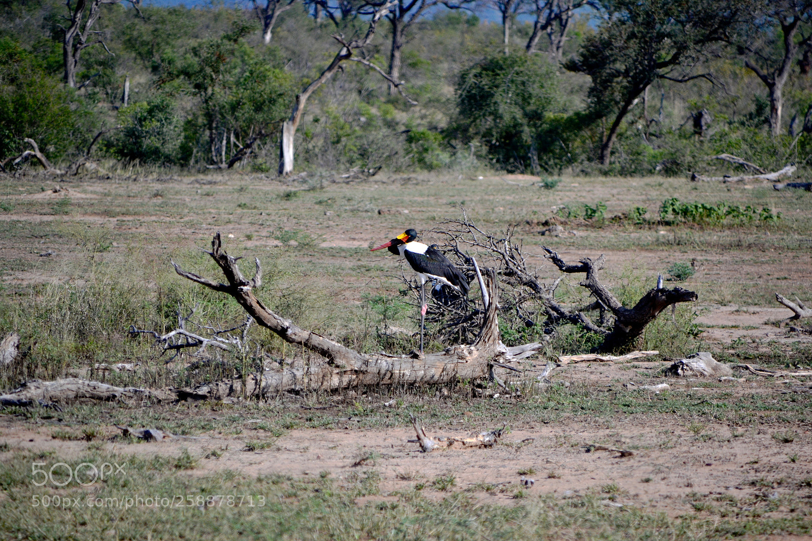 Nikon D3100 sample photo. Saddle-billed stork in solitude photography