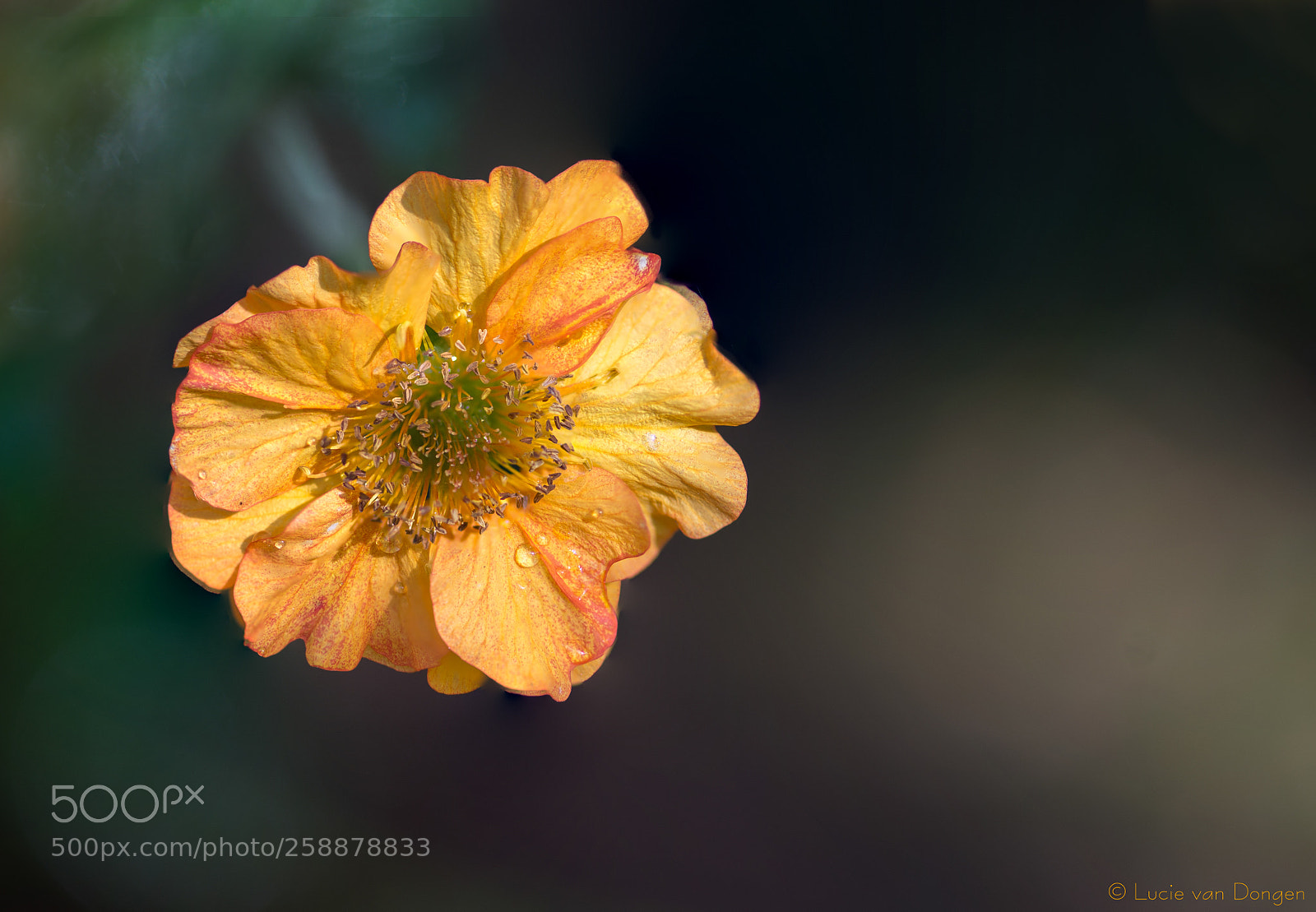 Nikon D610 sample photo. Geum coccineum photography