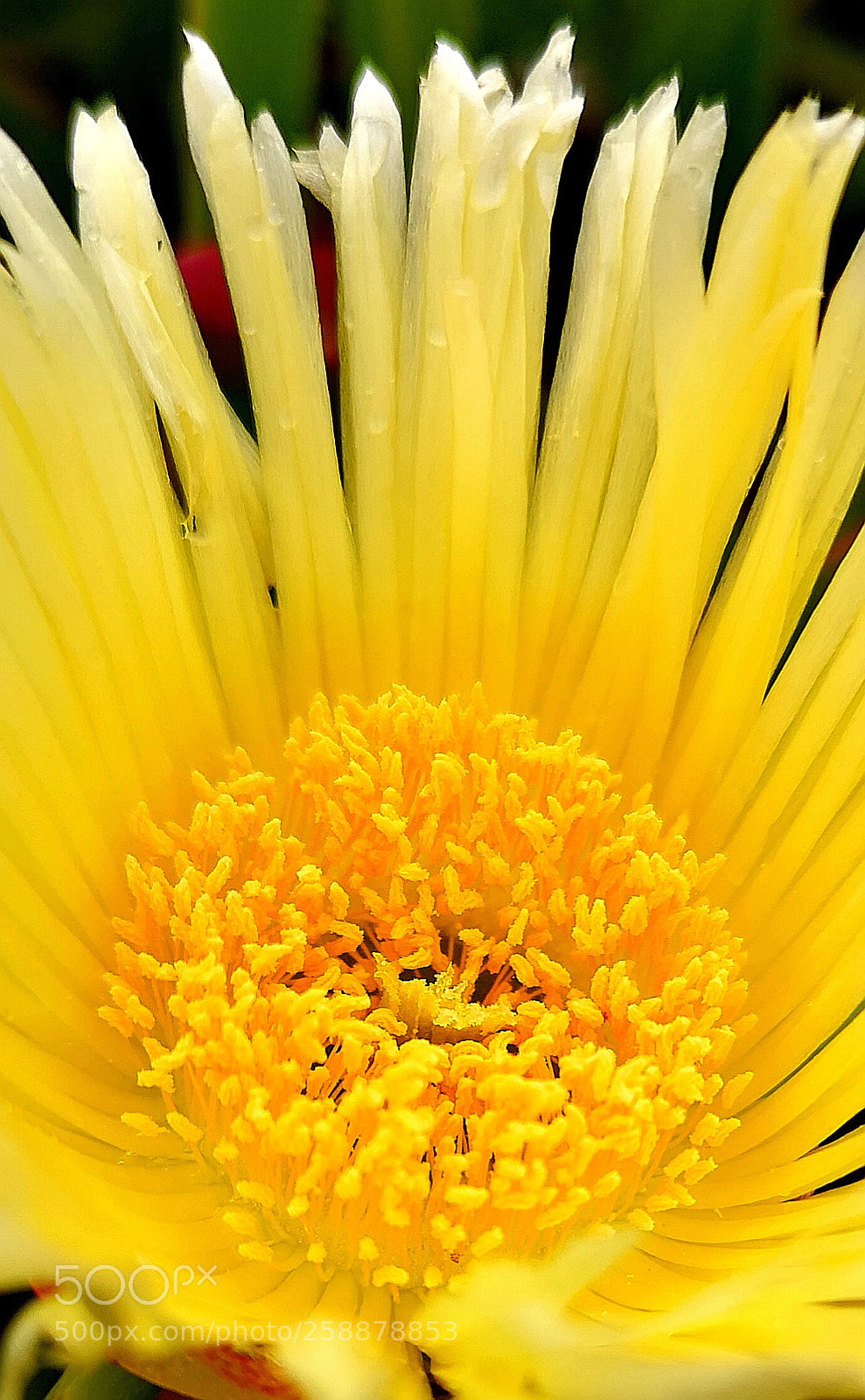 HUAWEI CLT-L09 sample photo. Yellow photography