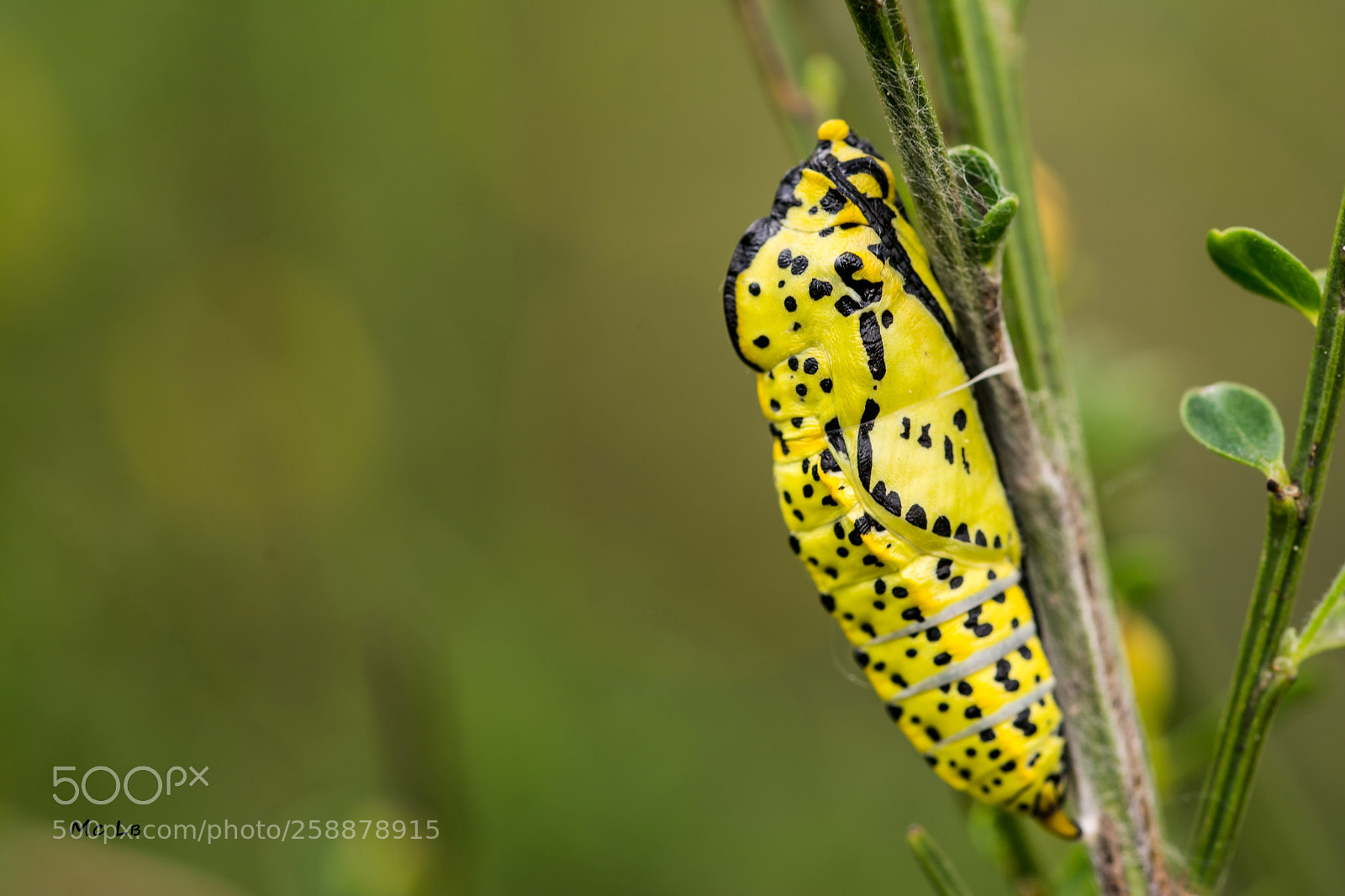 Nikon D7100 sample photo. Chrysalis aporia crataegi photography