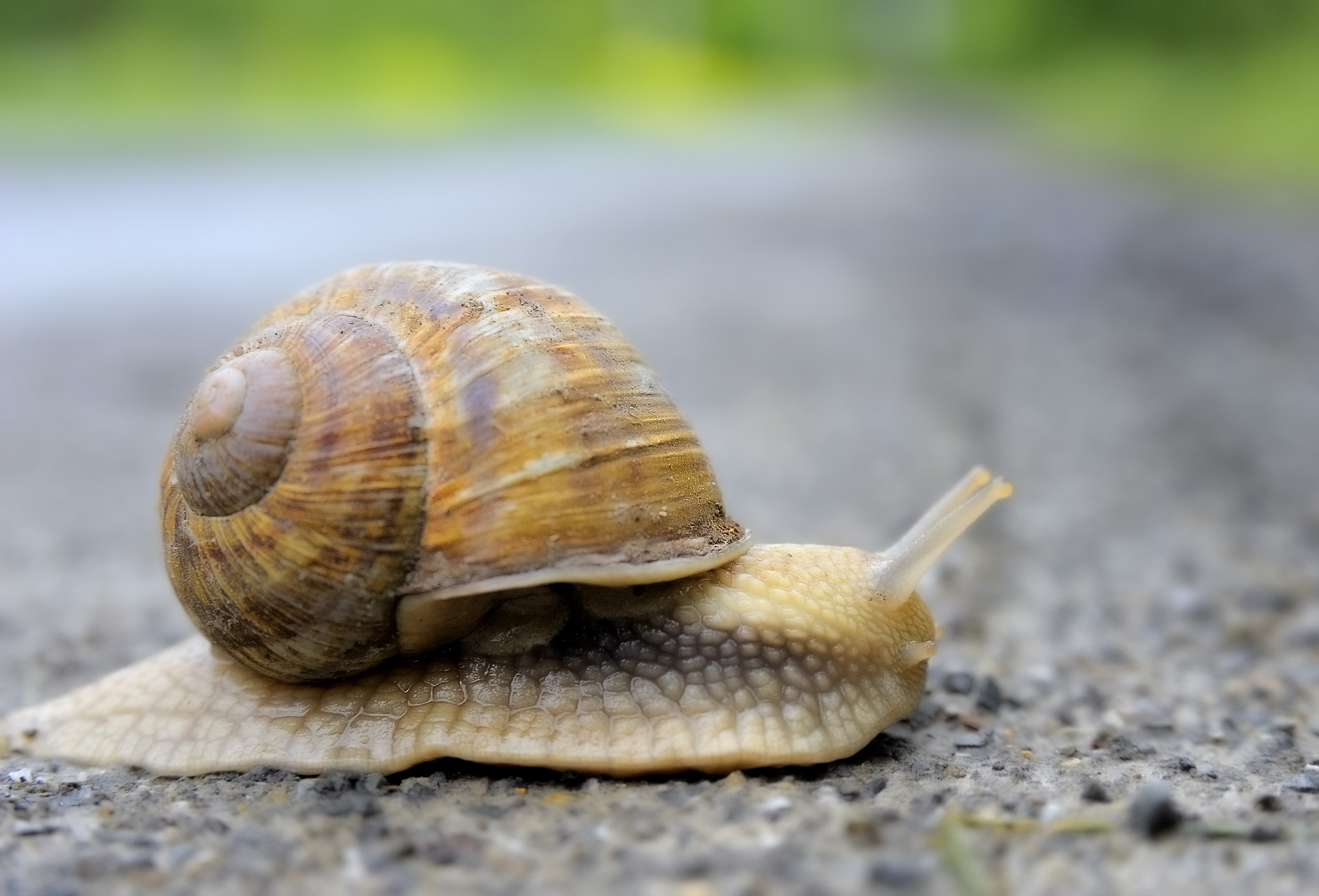 Nikon D700 + Nikon AF Nikkor 24-85mm F2.8-4D IF sample photo. Snail  7910 photography