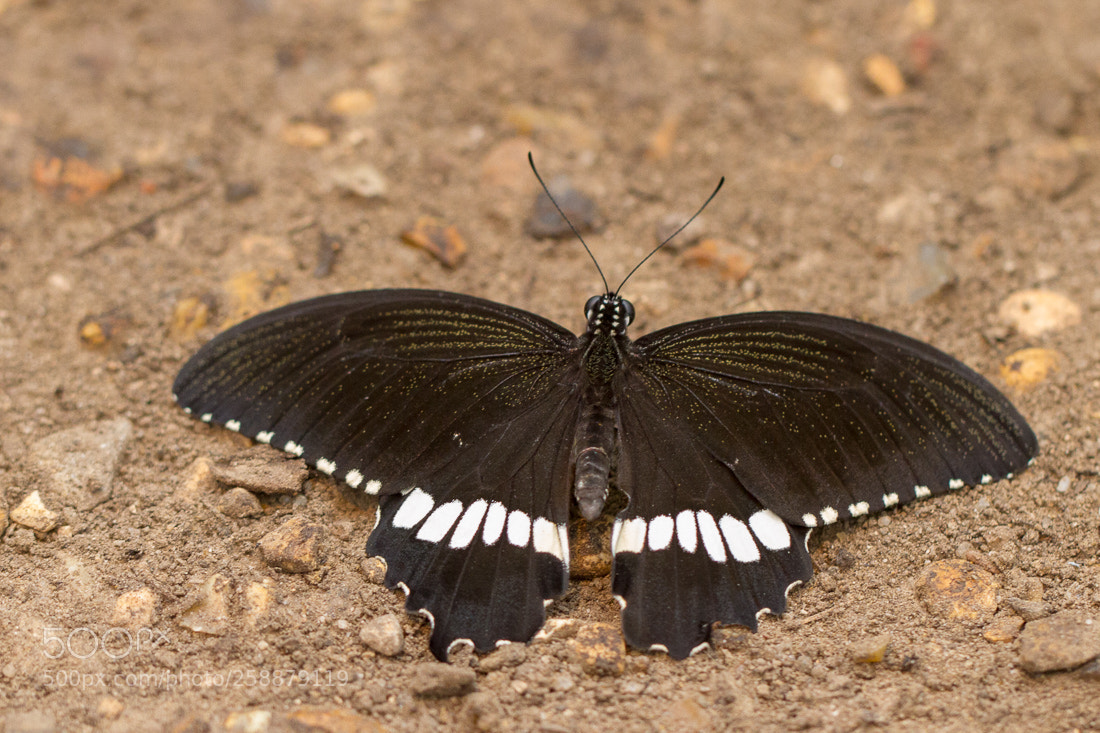 Canon EOS 7D sample photo. Butterfly papilio on the photography