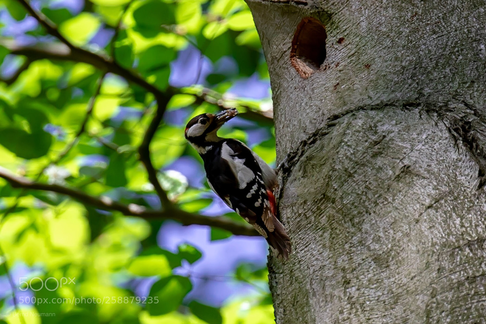 Nikon D750 sample photo. Woodpecker photography