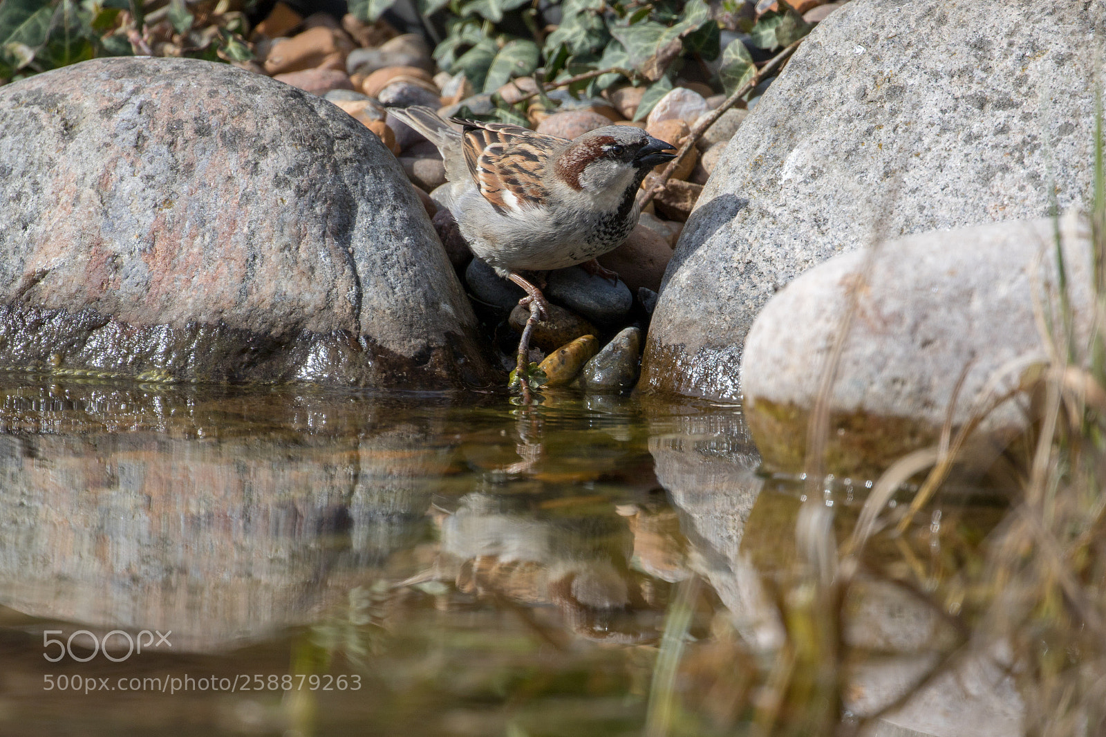 Canon EOS 7D Mark II sample photo. Bird photography