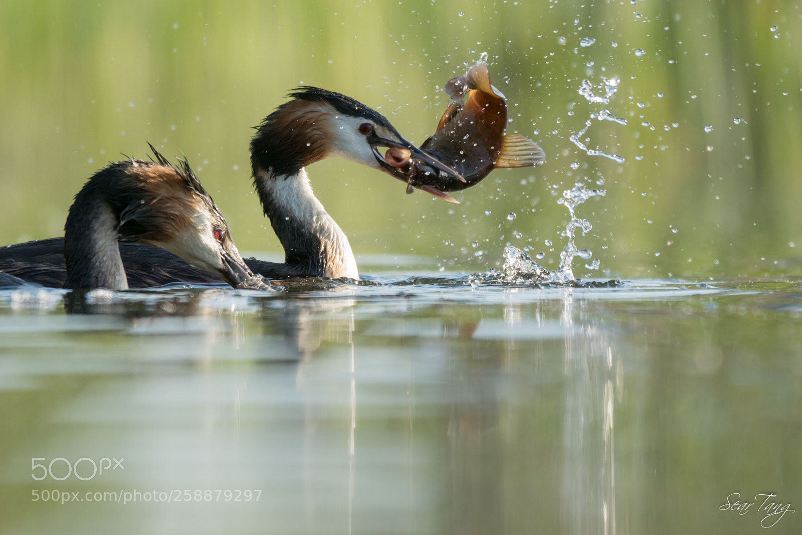 Sony ILCA-77M2 sample photo. Great crested grebe photography