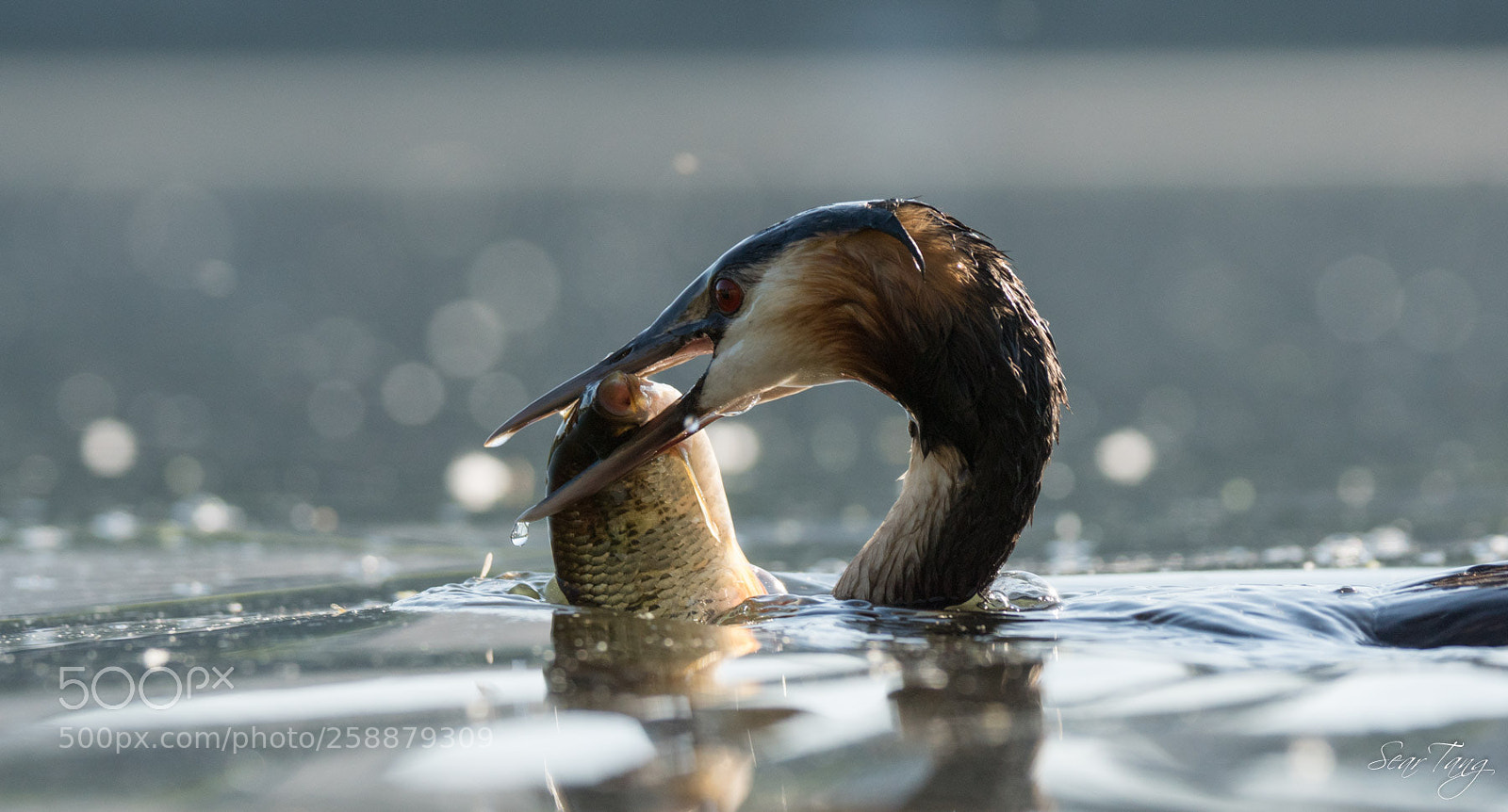 Sony ILCA-77M2 sample photo. Great crested grebe photography