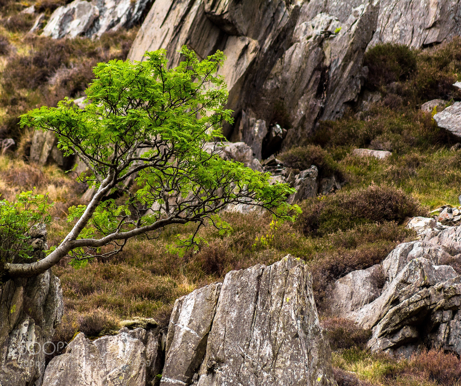Nikon D5200 sample photo. Little tree photography