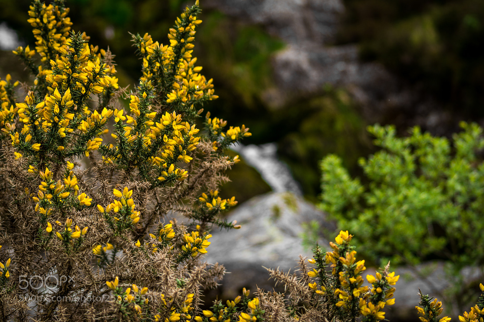 Nikon D5200 sample photo. Little yellow flower photography