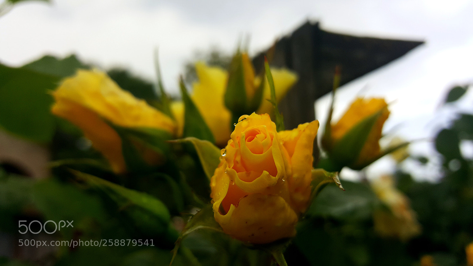 Samsung Galaxy S6 sample photo. Rosa baciata dalla pioggia photography