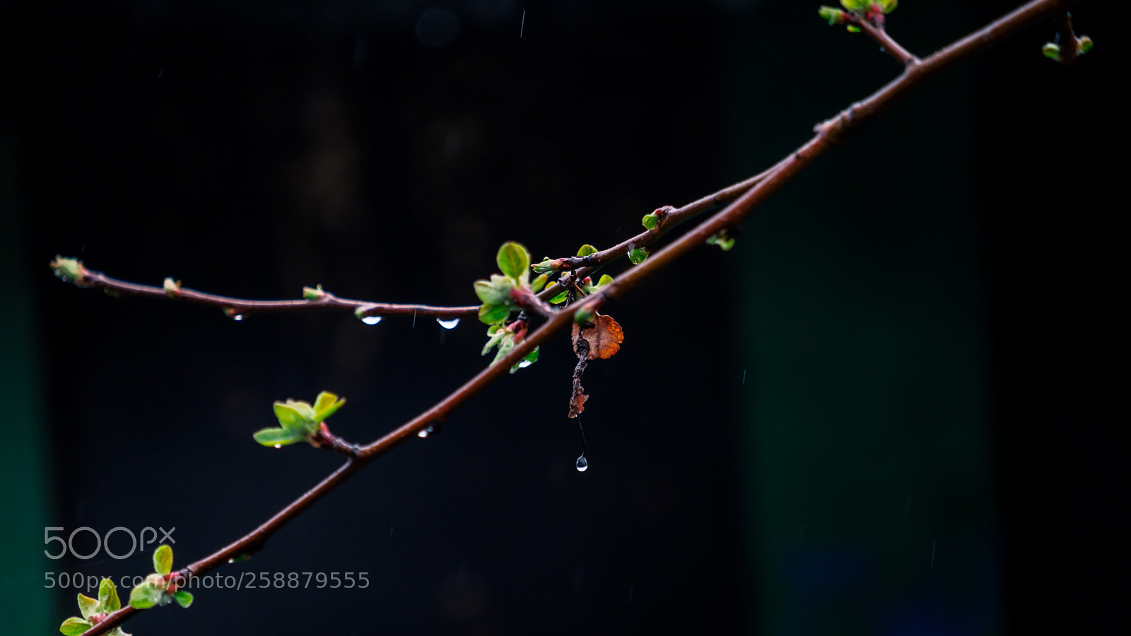 Fujifilm X-T2 sample photo. Wet tree branches with photography