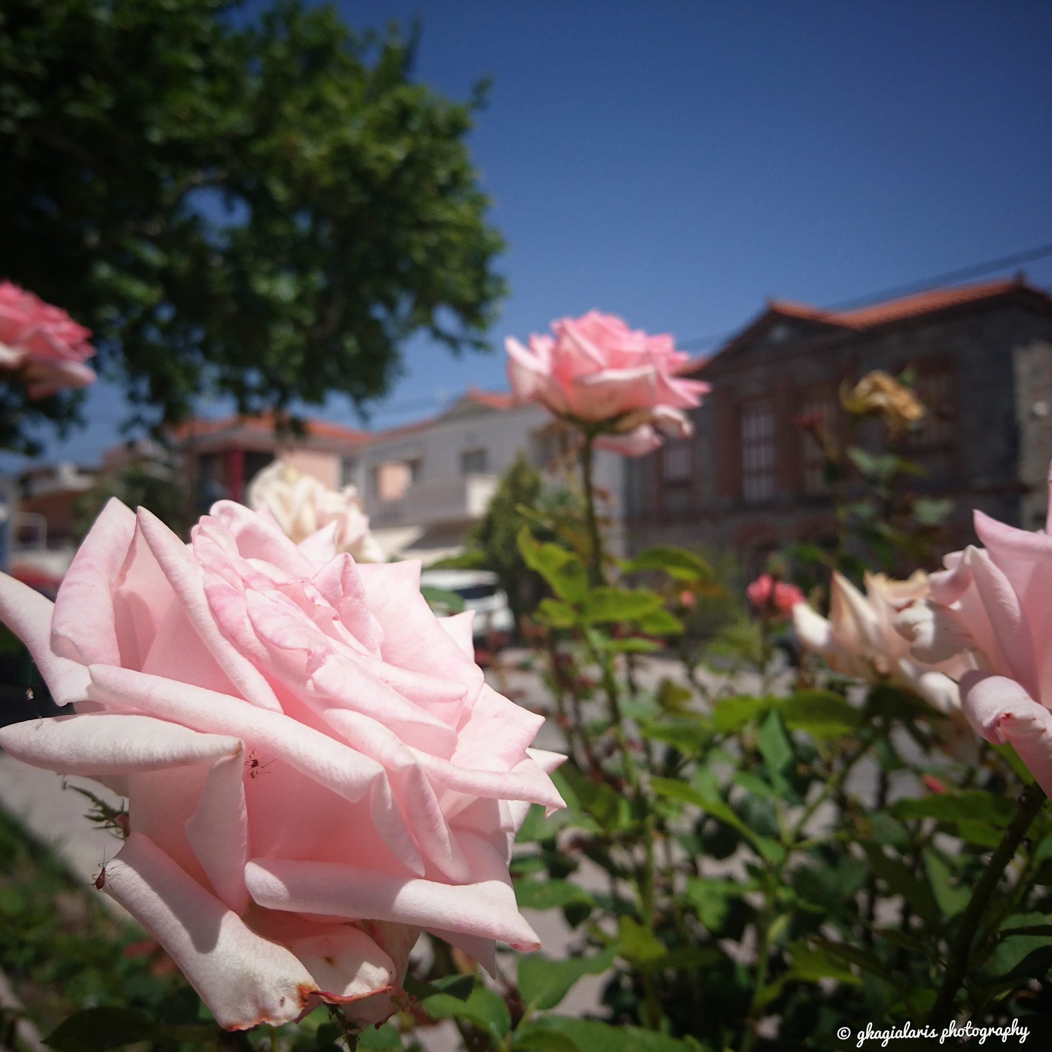 Sony Xperia Z5 sample photo. Roses in the city.... photography