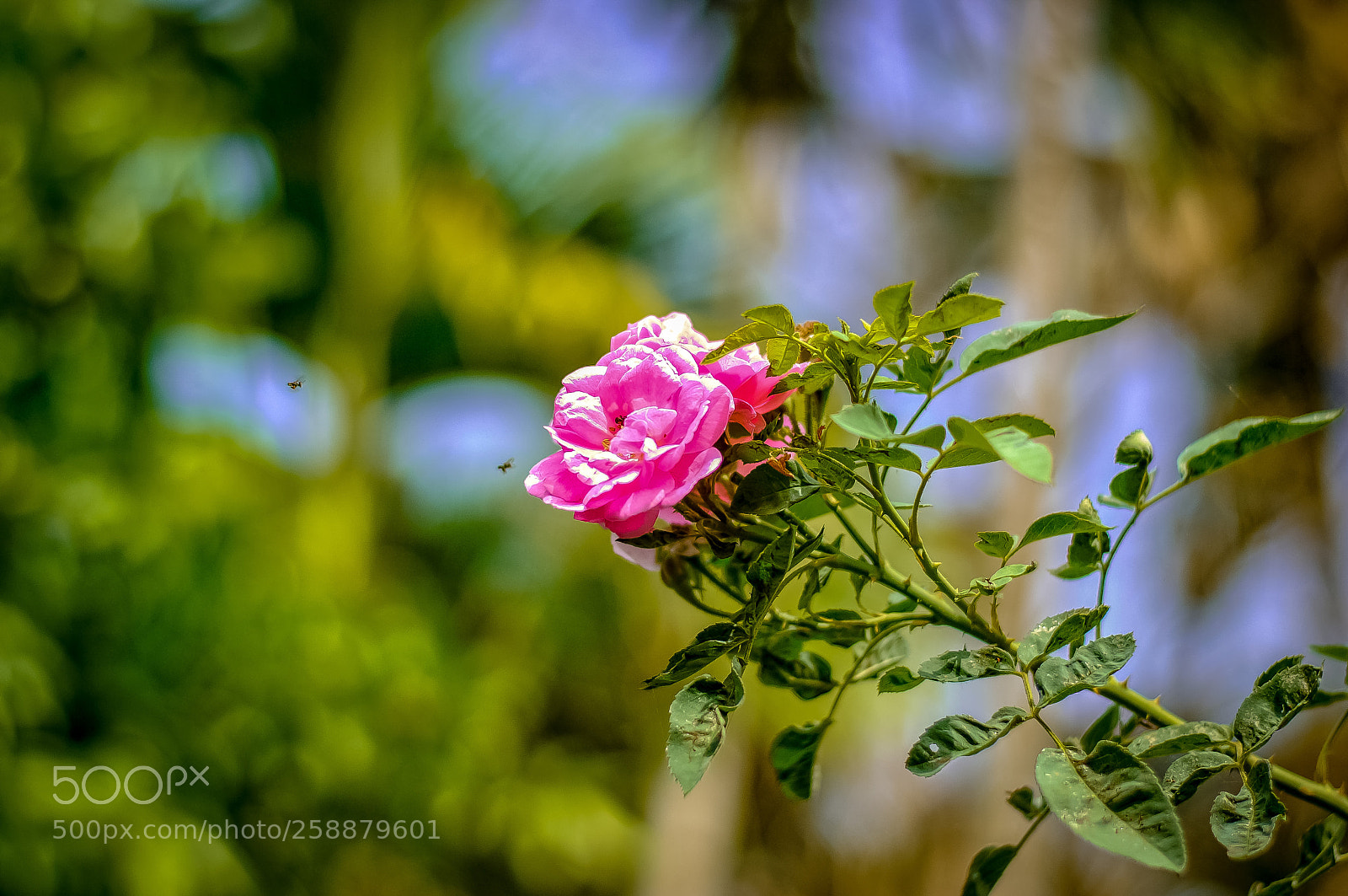 Nikon D3000 sample photo. Untitled photography