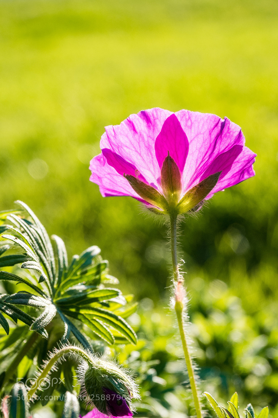 Olympus OM-D E-M5 II sample photo. Back-lit flower photography