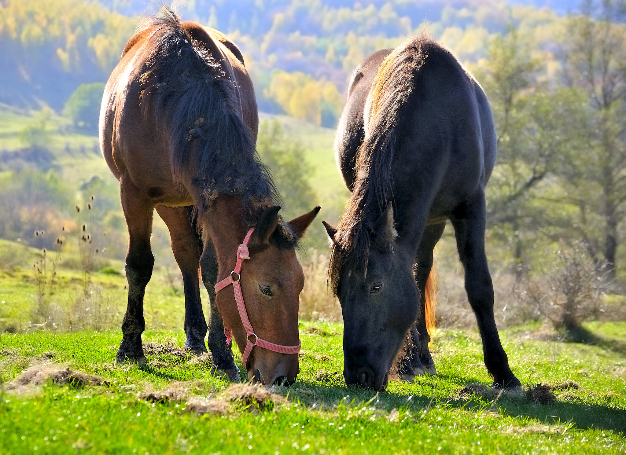 Nikon D700 + Sigma 105mm F2.8 EX DG OS HSM sample photo. Horses photography