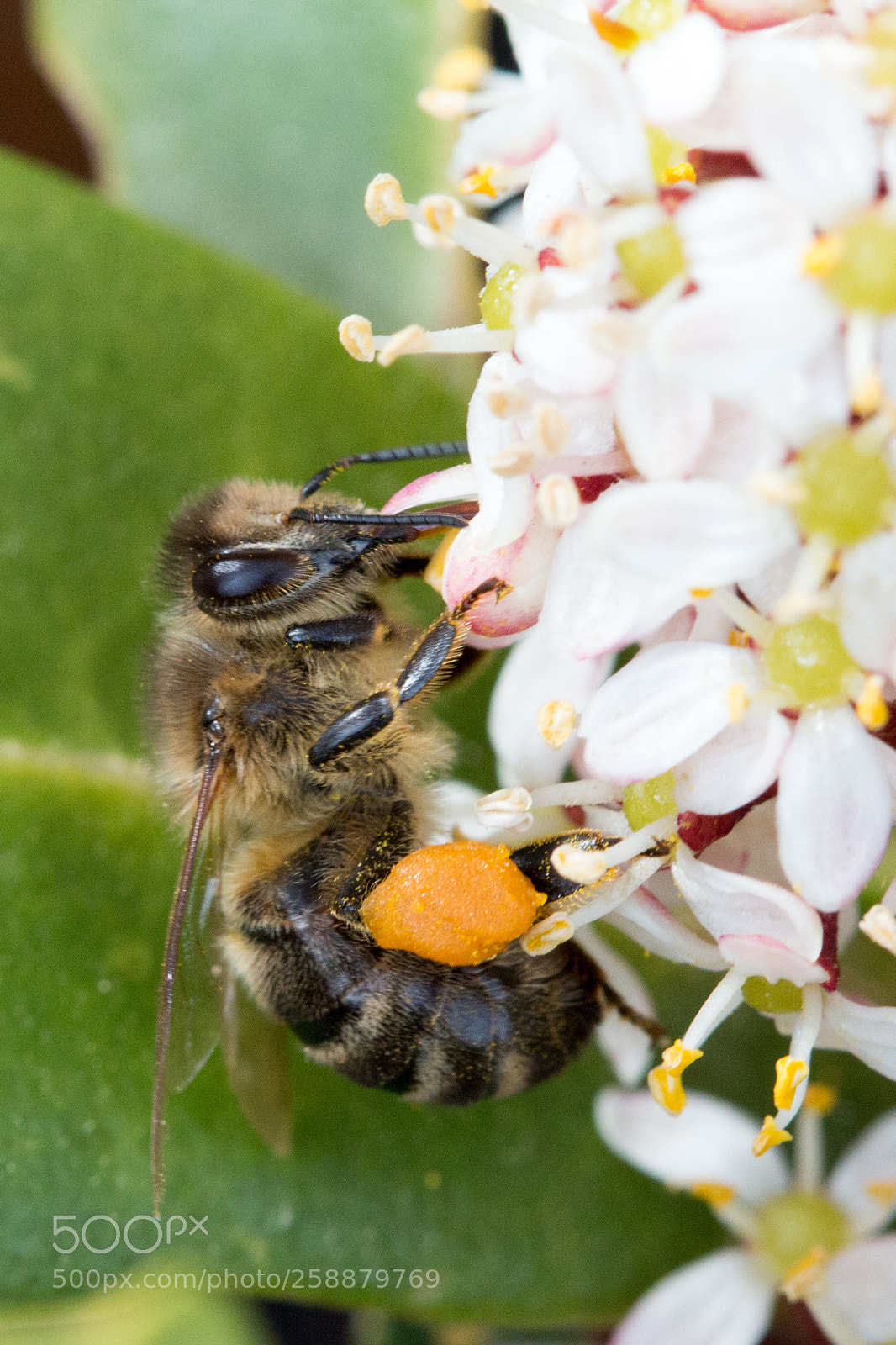 Canon EOS 70D sample photo. Bee portrait photography