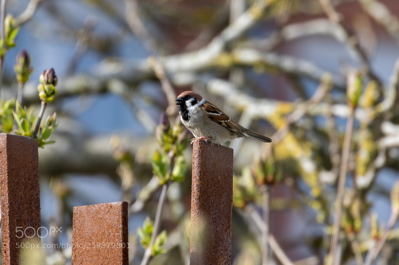 Canon EOS 7D Mark II sample photo. Bird photography