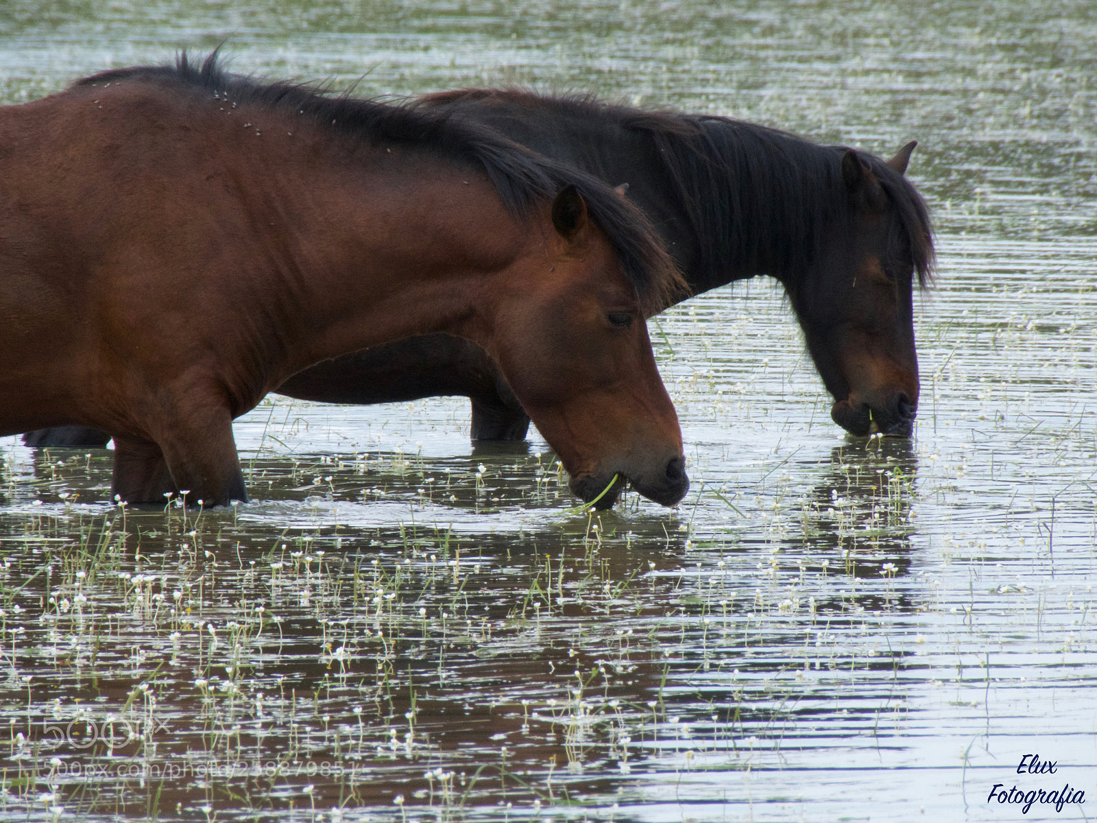 Canon PowerShot SX60 HS sample photo. In to the wild photography