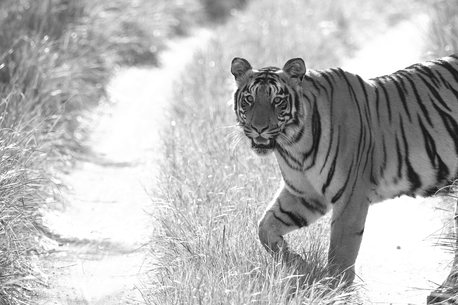 Canon EOS 7D Mark II sample photo. Tiger photography