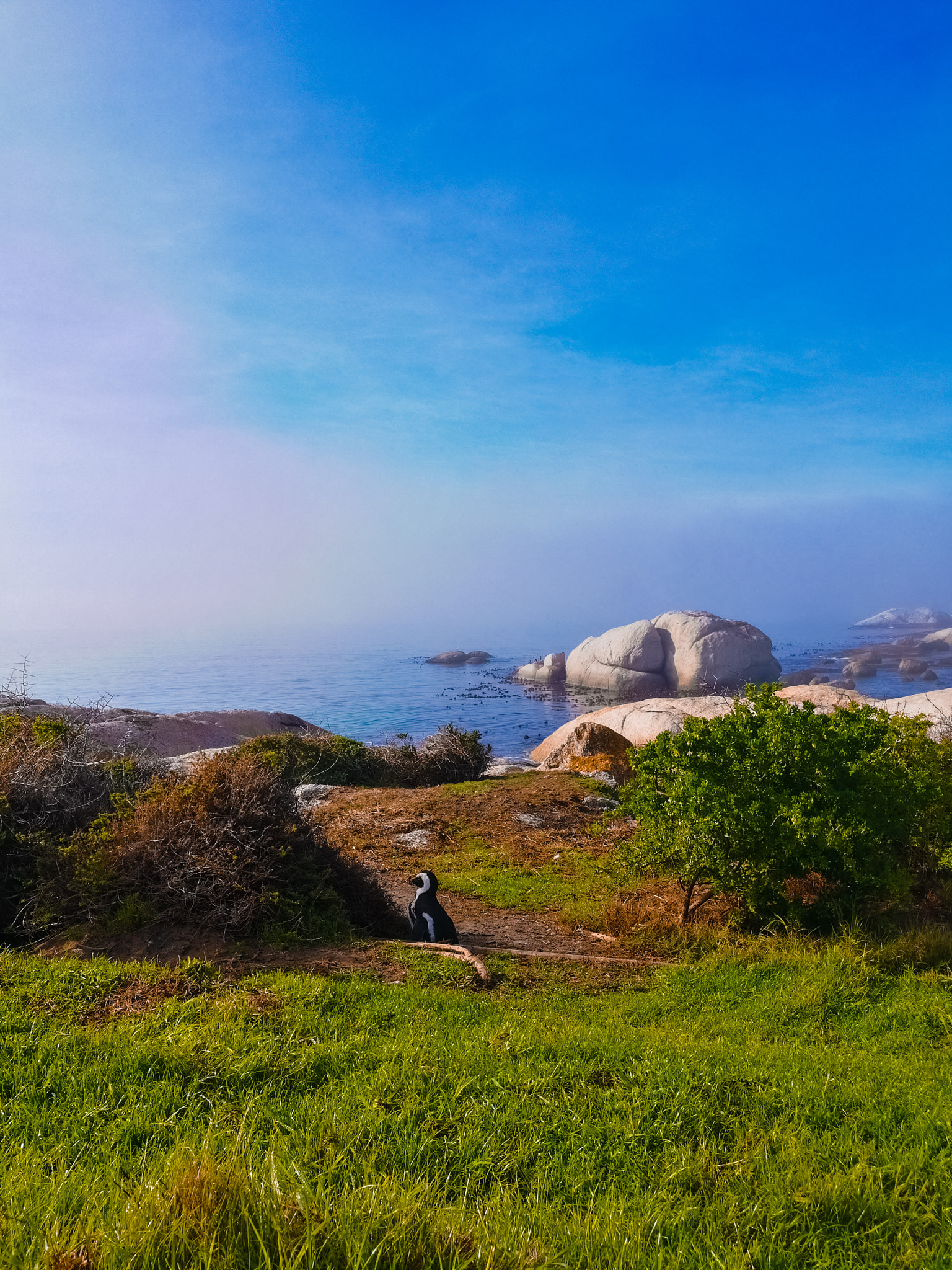 HUAWEI Honor 8 sample photo. Boulders beach photography