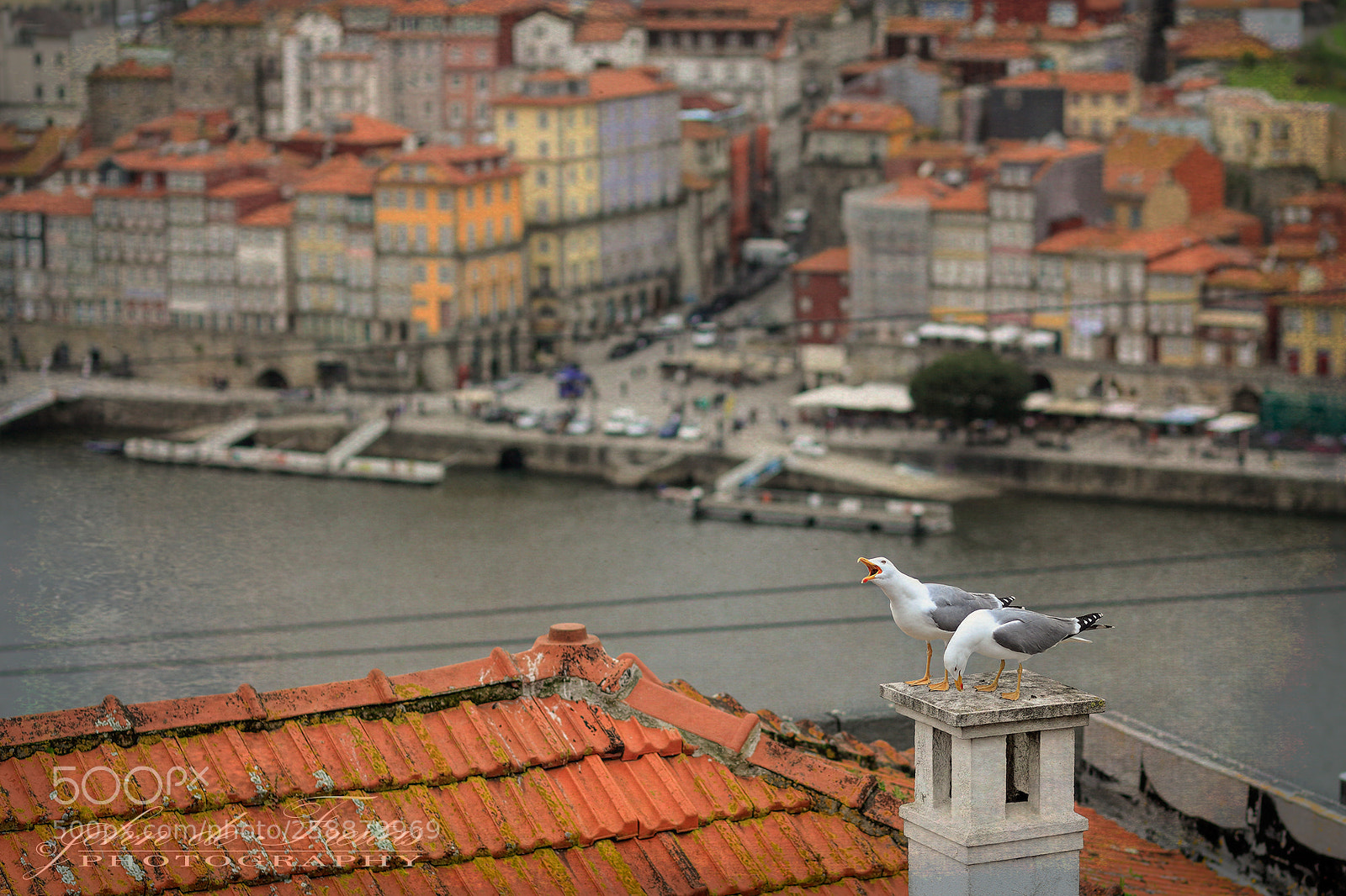 Canon EOS 5D Mark II sample photo. Gulls photography