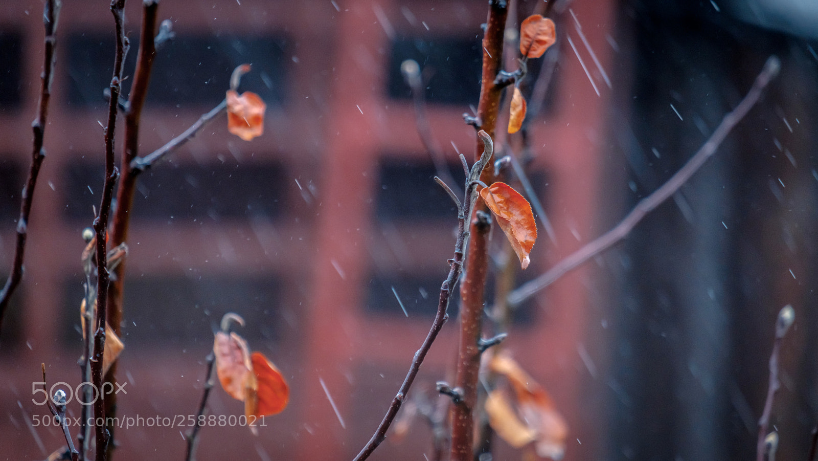 Fujifilm X-T2 sample photo. Dry red leaf on photography