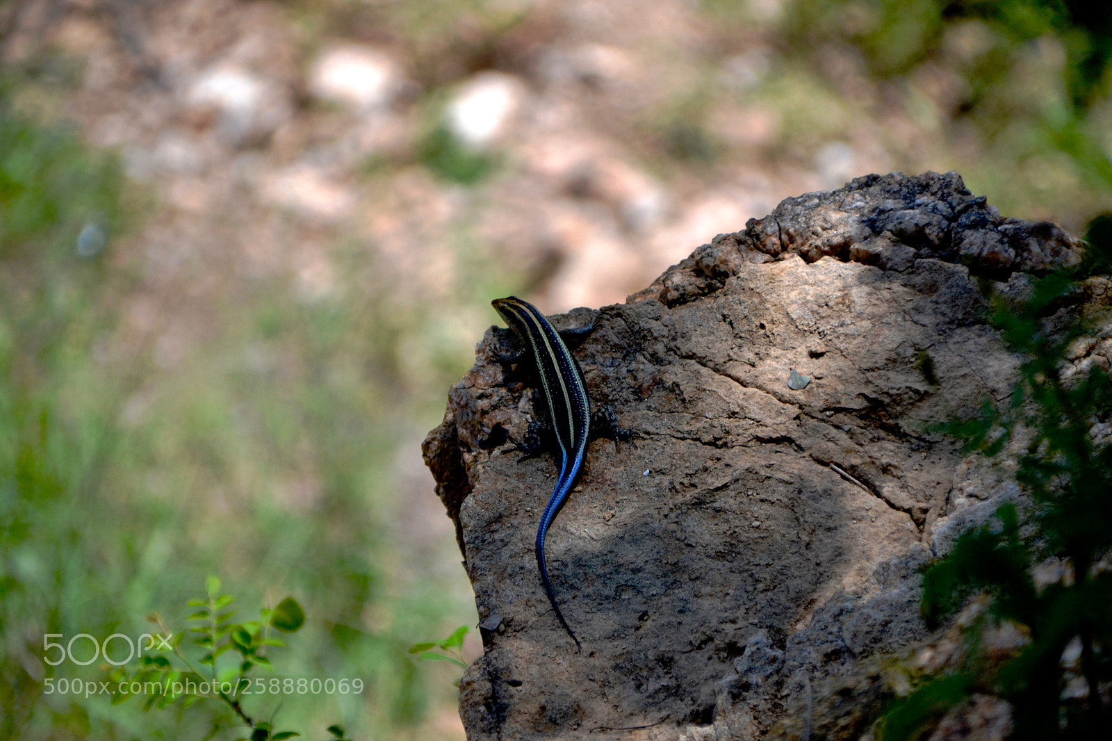 Nikon D3100 sample photo. Blue tailed skink lying photography