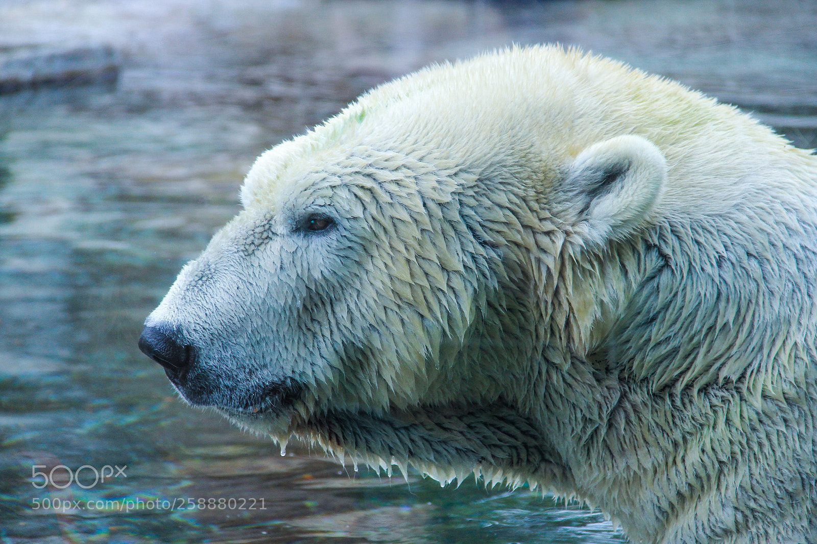 Canon EOS 60D sample photo. Polar bear photography