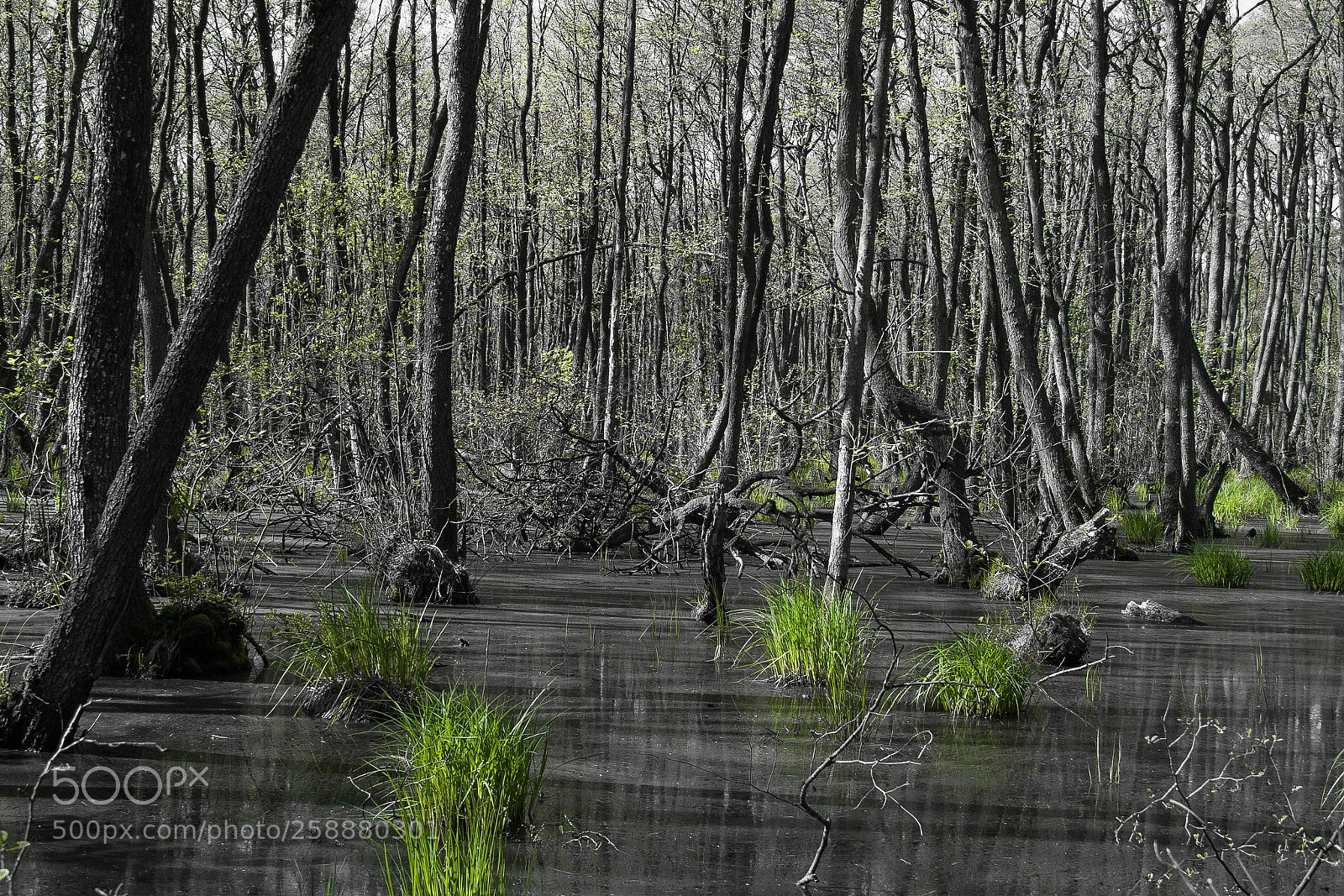 Canon EOS 30D sample photo. Wald photography