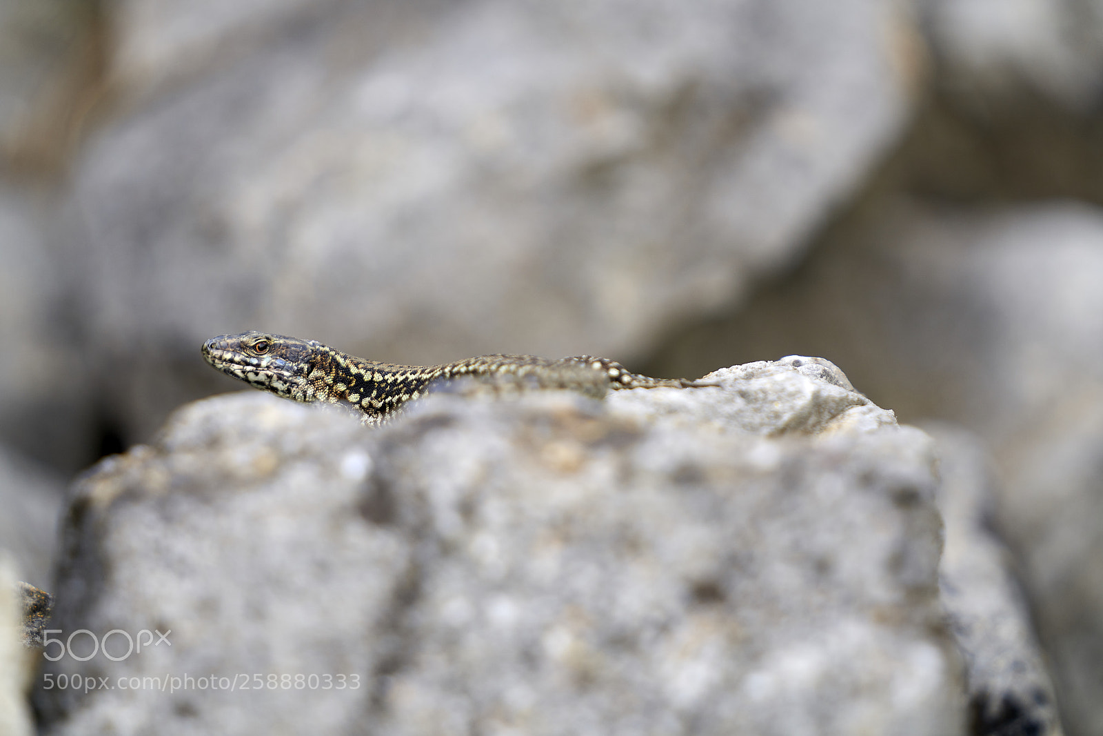 Sony a7R III sample photo. Podarcis muralis photography