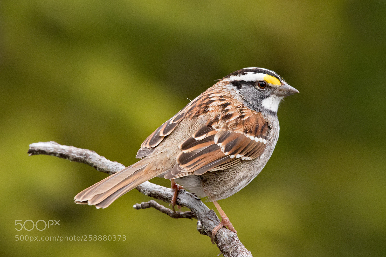Canon EOS 80D sample photo. White-throated sparrow photography