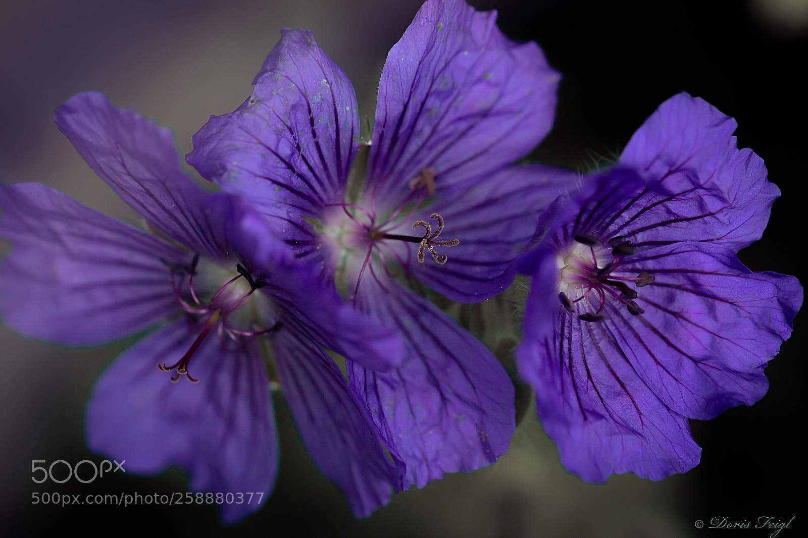 Canon EOS 6D sample photo. Geranium photography