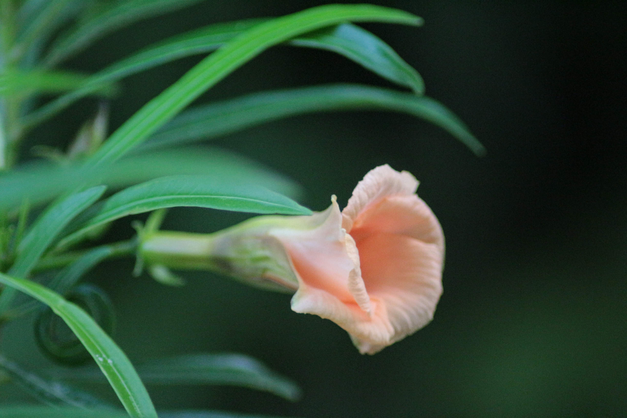 Canon EOS 700D (EOS Rebel T5i / EOS Kiss X7i) sample photo. Pink flower photography