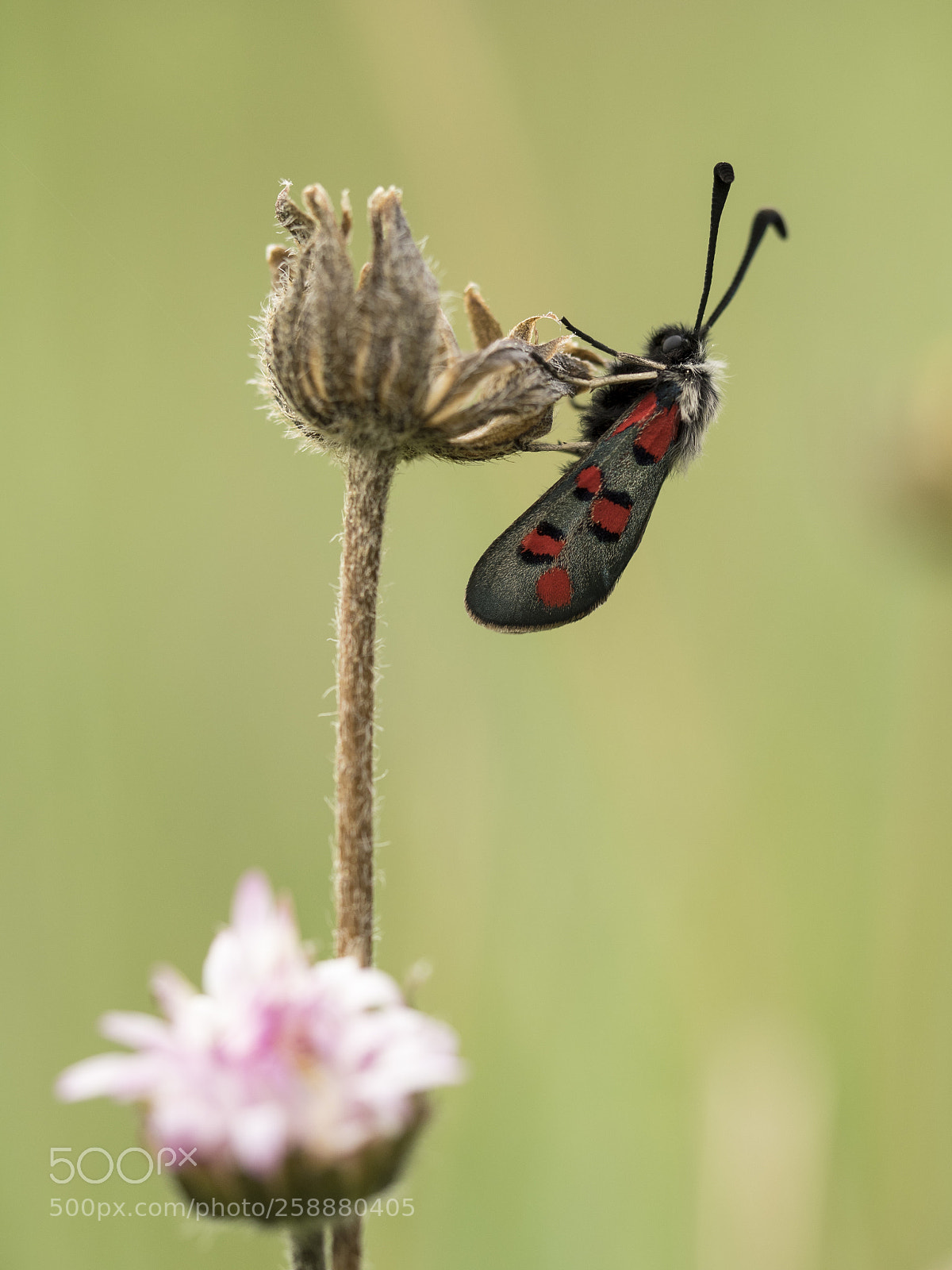 Olympus OM-D E-M1 sample photo. Zygaena (iii). photography