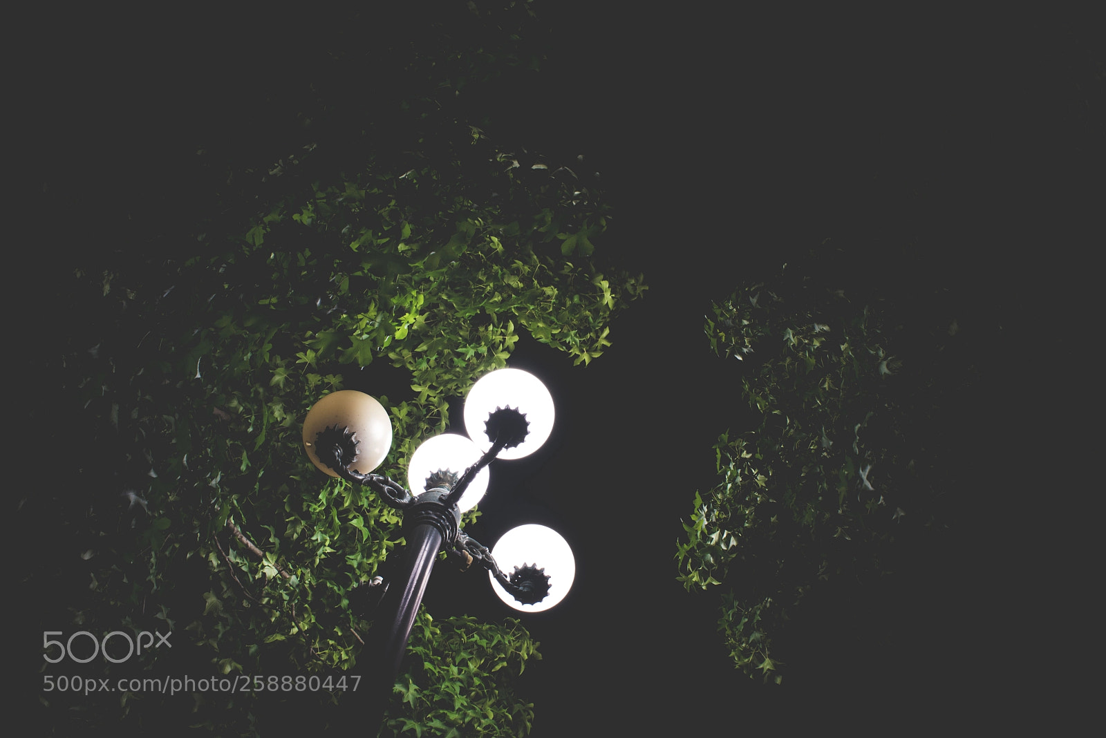 Nikon D750 sample photo. Light photography
