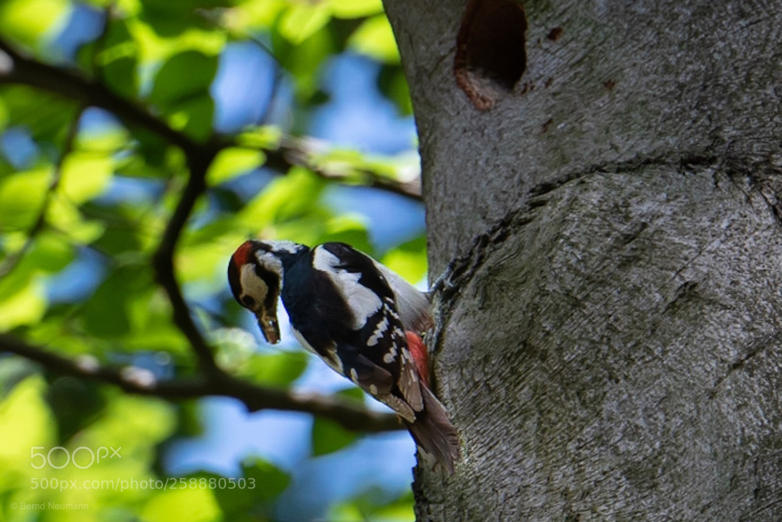 Nikon D750 sample photo. Woodpecker photography