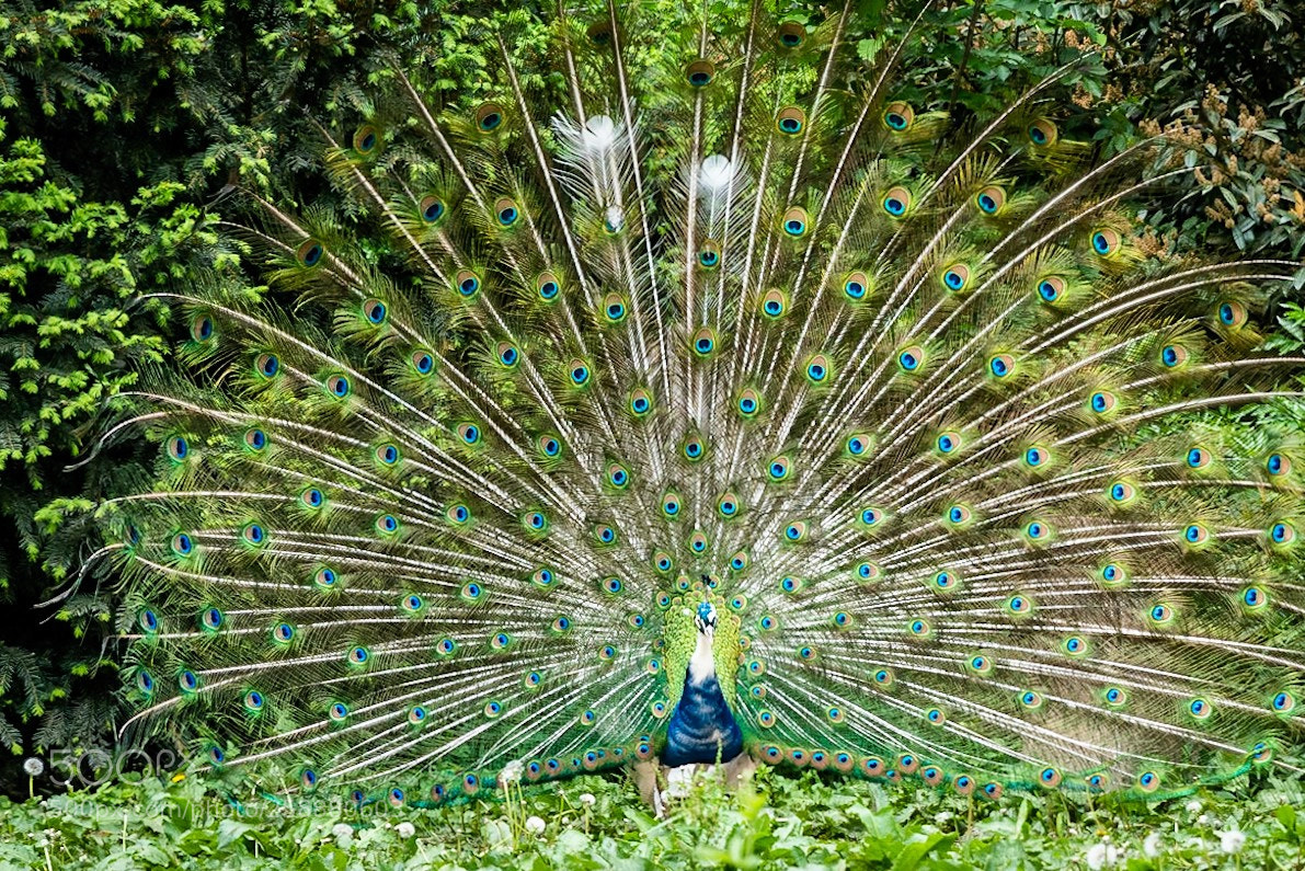 Nikon D750 sample photo. Peacock photography
