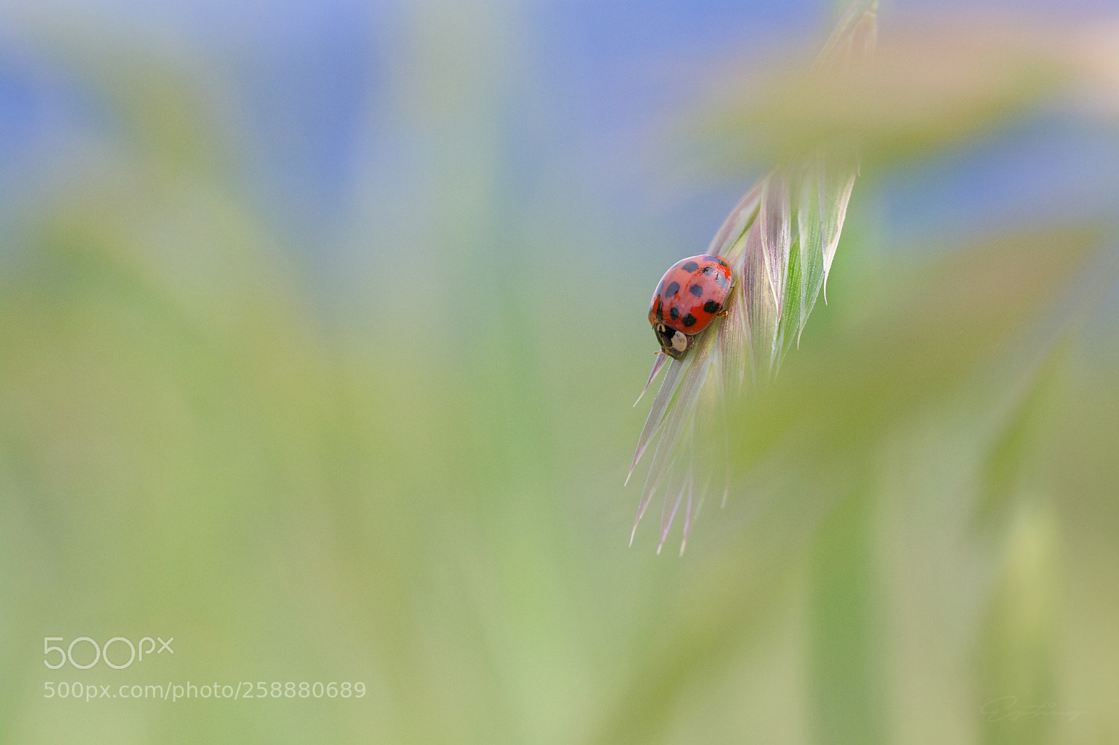 Canon EOS 70D sample photo. Ladybug photography