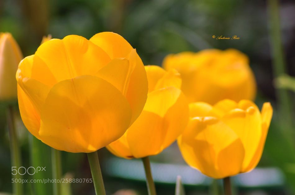 Nikon D90 sample photo. Tulipas photography