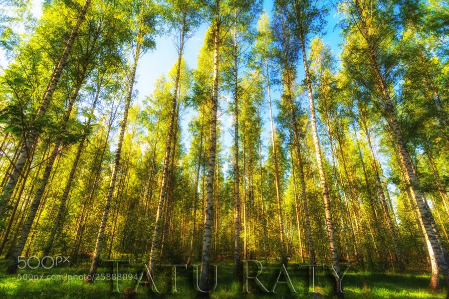 Nikon D7100 sample photo. May photography