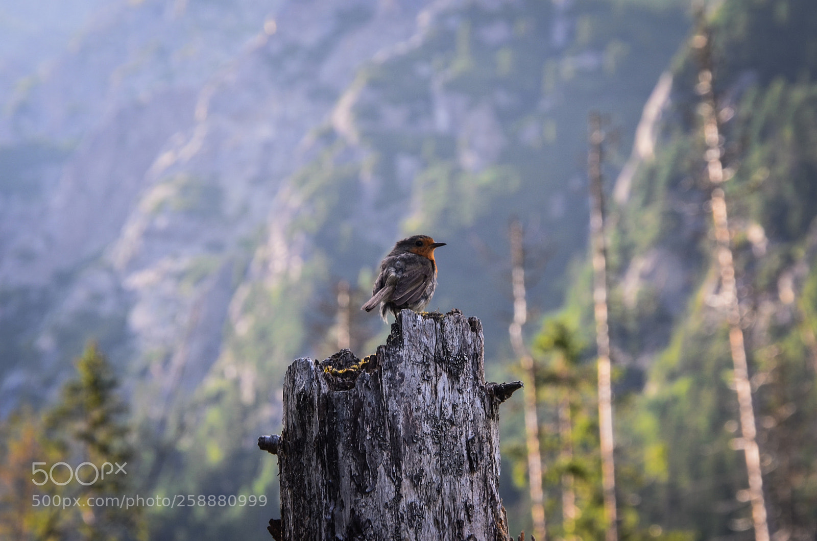 Nikon D5100 sample photo. Bird photography