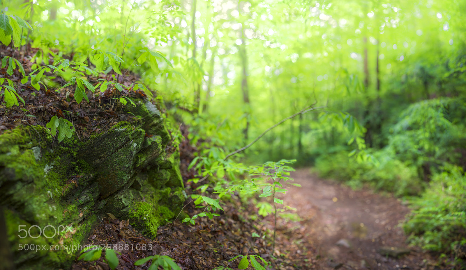 Sony a7 II sample photo. B22 photography