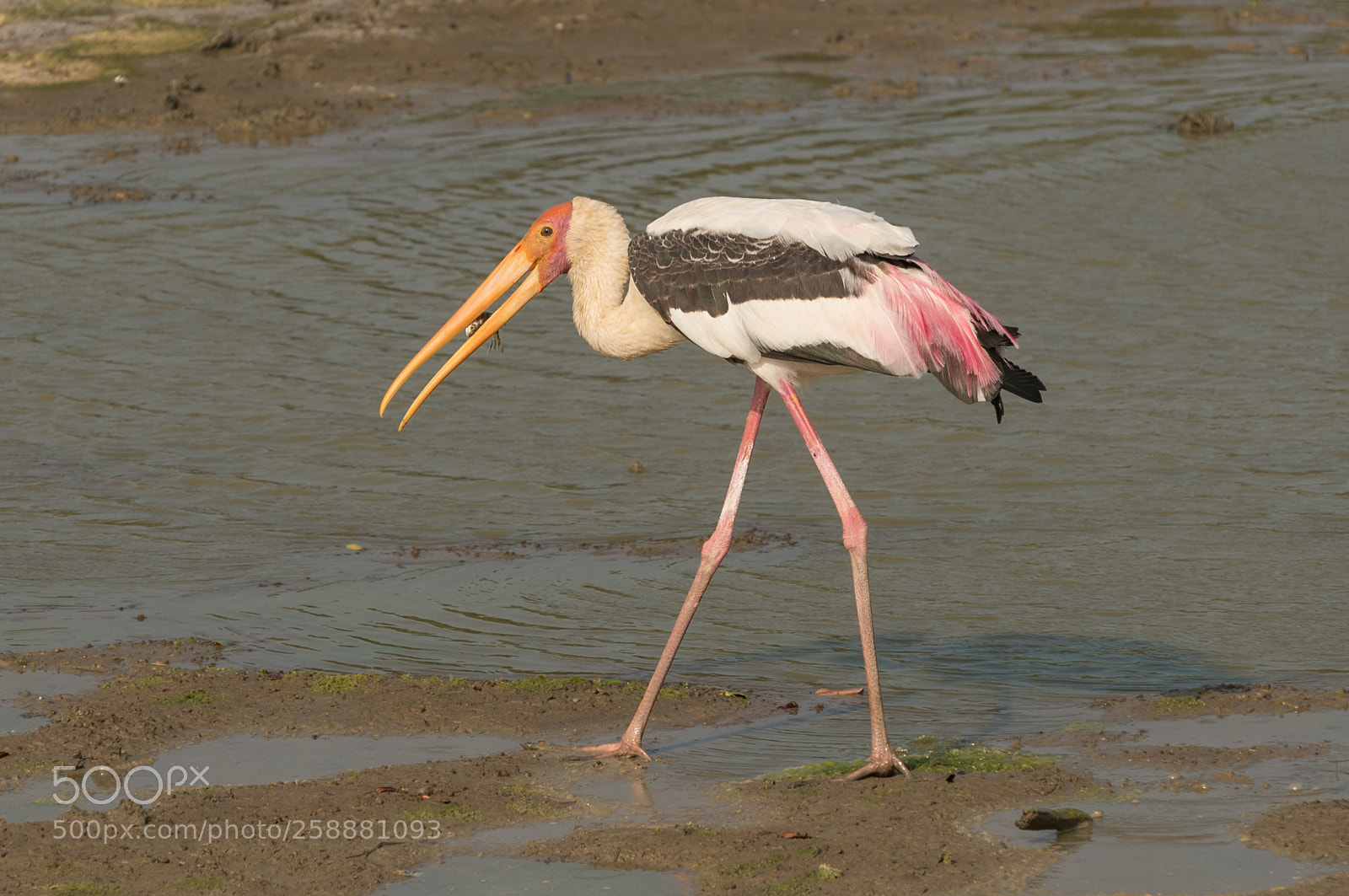 Nikon D750 sample photo. Painted stork photography