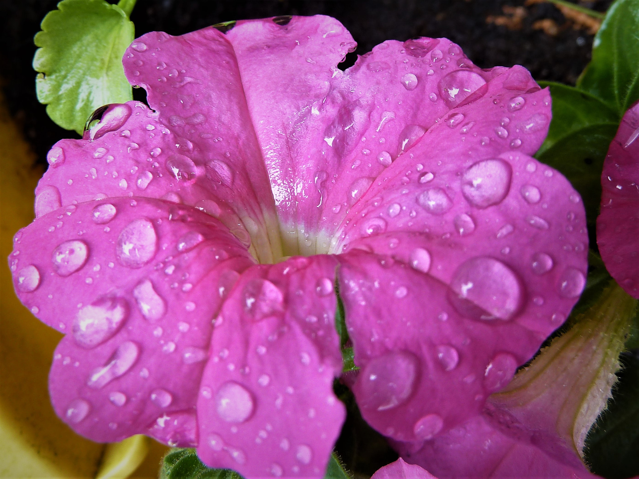 Panasonic Lumix DMC-ZS5 (Lumix DMC-TZ8) sample photo. Rain+flower photography