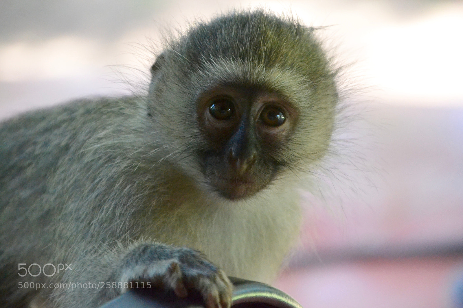 Nikon D3100 sample photo. Baby vervet monkey staring photography