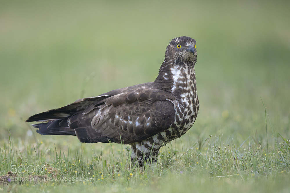 Canon EOS 5D Mark IV sample photo. Honey buzzard photography