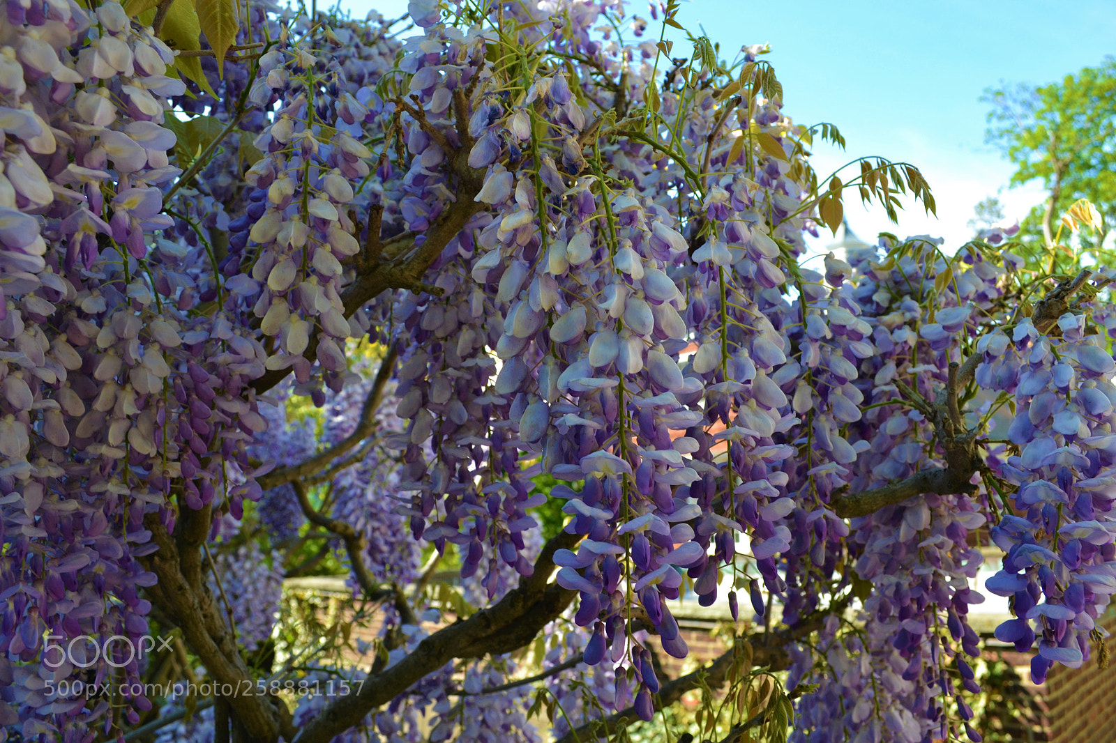 Nikon D3100 sample photo. A flower that i photography
