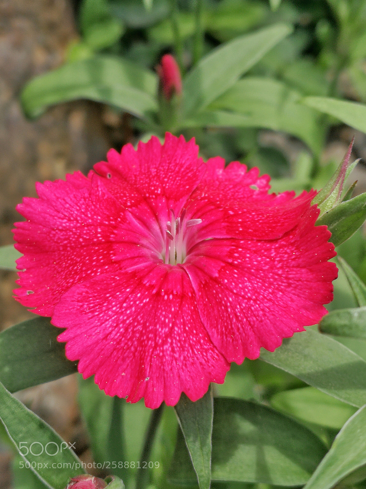 HUAWEI P10 sample photo. 1st dianthus photography