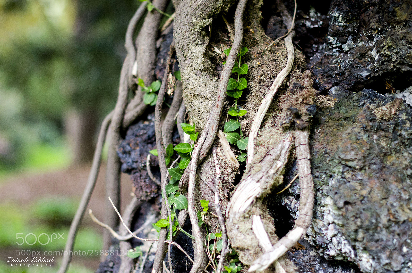 Nikon D7000 sample photo. Copy photography